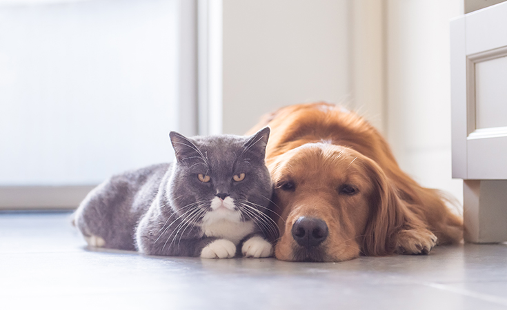Tips for selling your home with pets