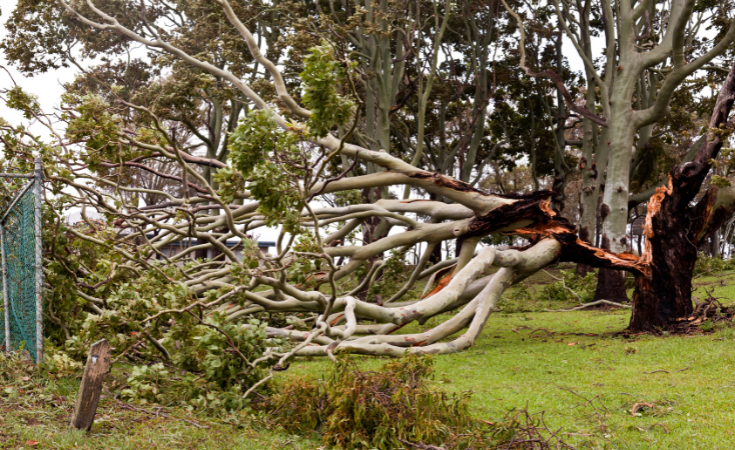 Storm damage and your rights 