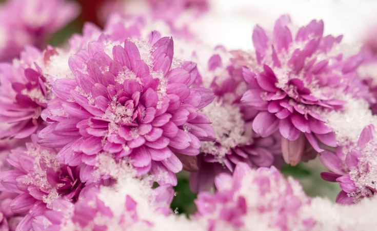Embracing winter gardening