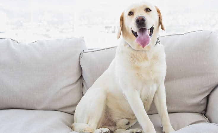 Selling-with-Pets-2.jpg Selling-with-Pets-2.jpg