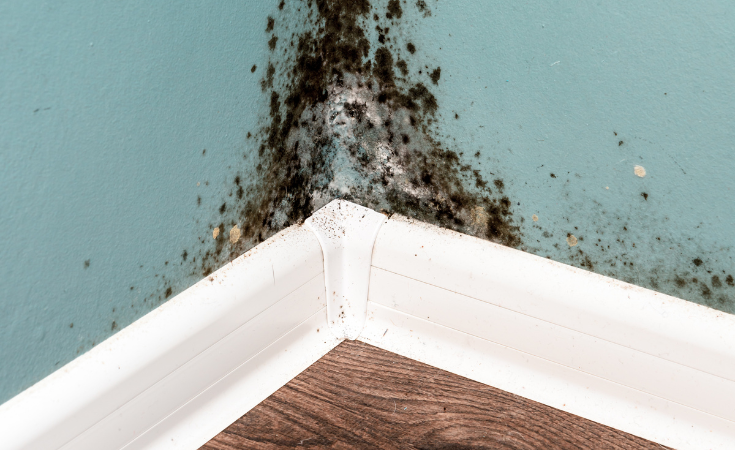 Identify and minimise mould in your property 