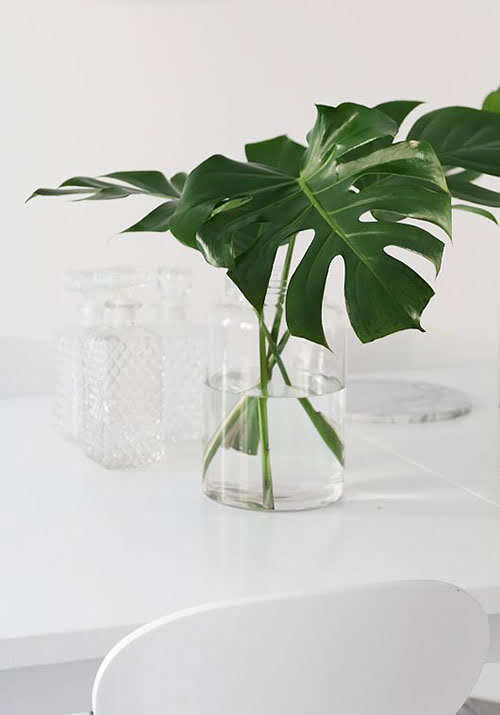 4-Monstera.jpg