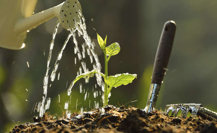 watering-735x450.jpg watering-735x450.jpg