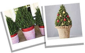 Sustainable-Christmas-blog-images-xmas-trees-rosemary.png