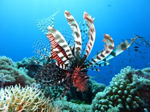lionfish-1430225_1920.jpg lionfish-1430225_1920.jpg