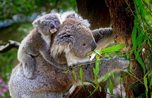 koalas-61189_1920.jpg koalas-61189_1920.jpg