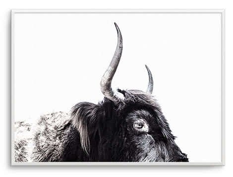 Highland-Stare-(1).jpg Highland-Stare-(1).jpg