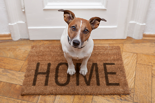 Welcome-Home-Dog-blog-(1).png