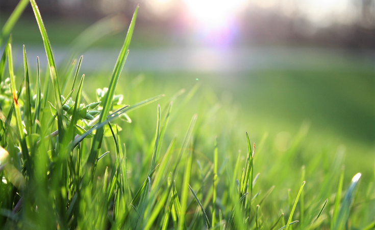 Protect your garden from the summer heat