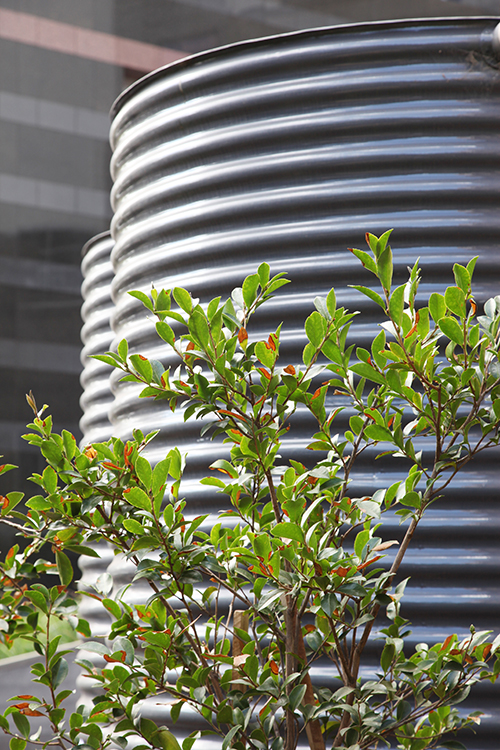 rainwater-blog-pic.jpg rainwater-blog-pic.jpg
