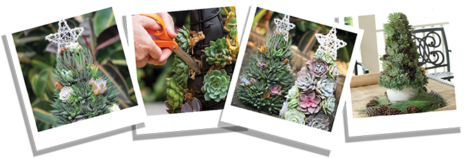 Sustainable-Christmas-blog-images-xmas-trees-succulents-(1).png