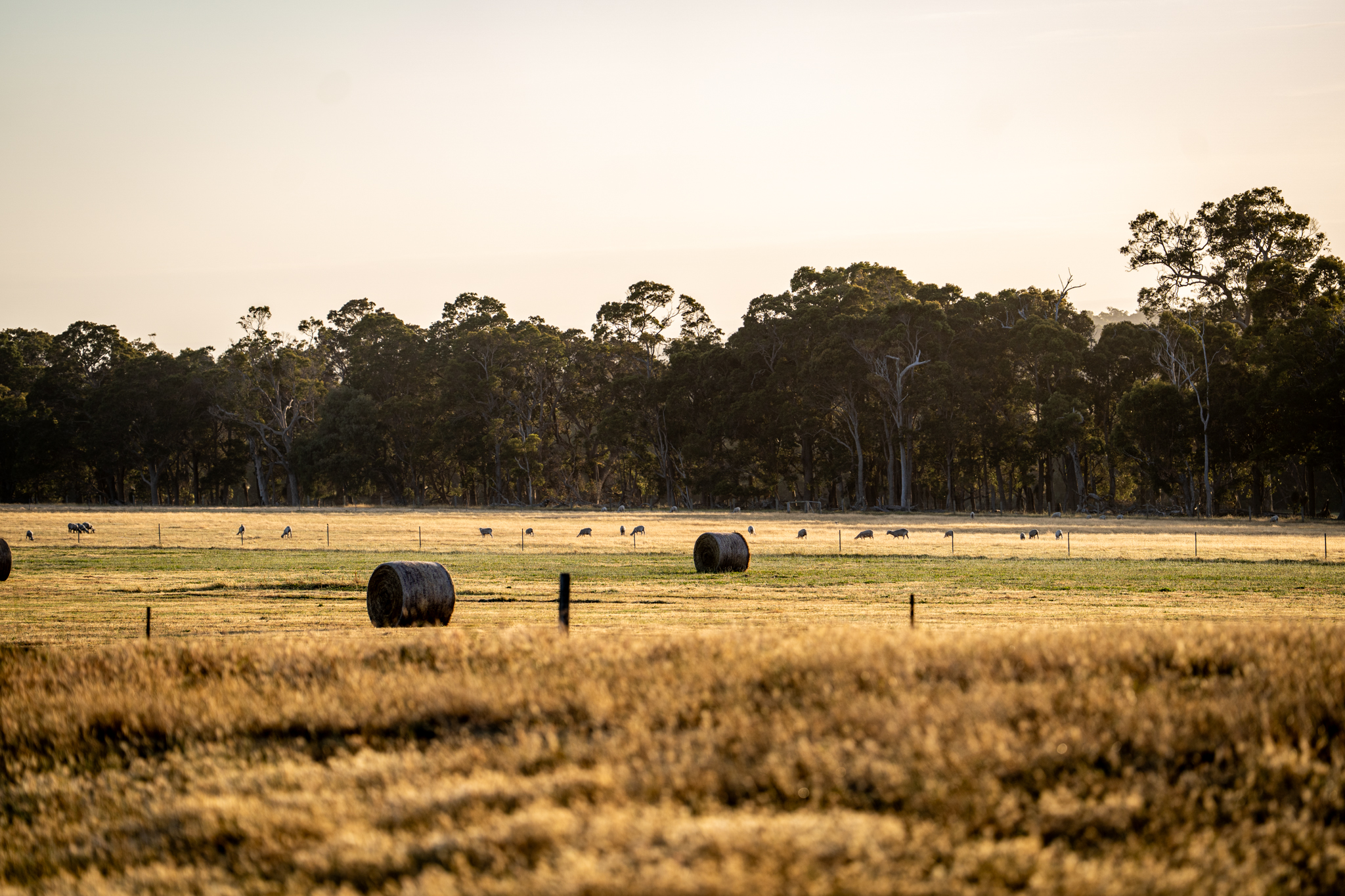 89 Worgan Road, Metricup, WA 6280, Metricup - Thumbnail 6